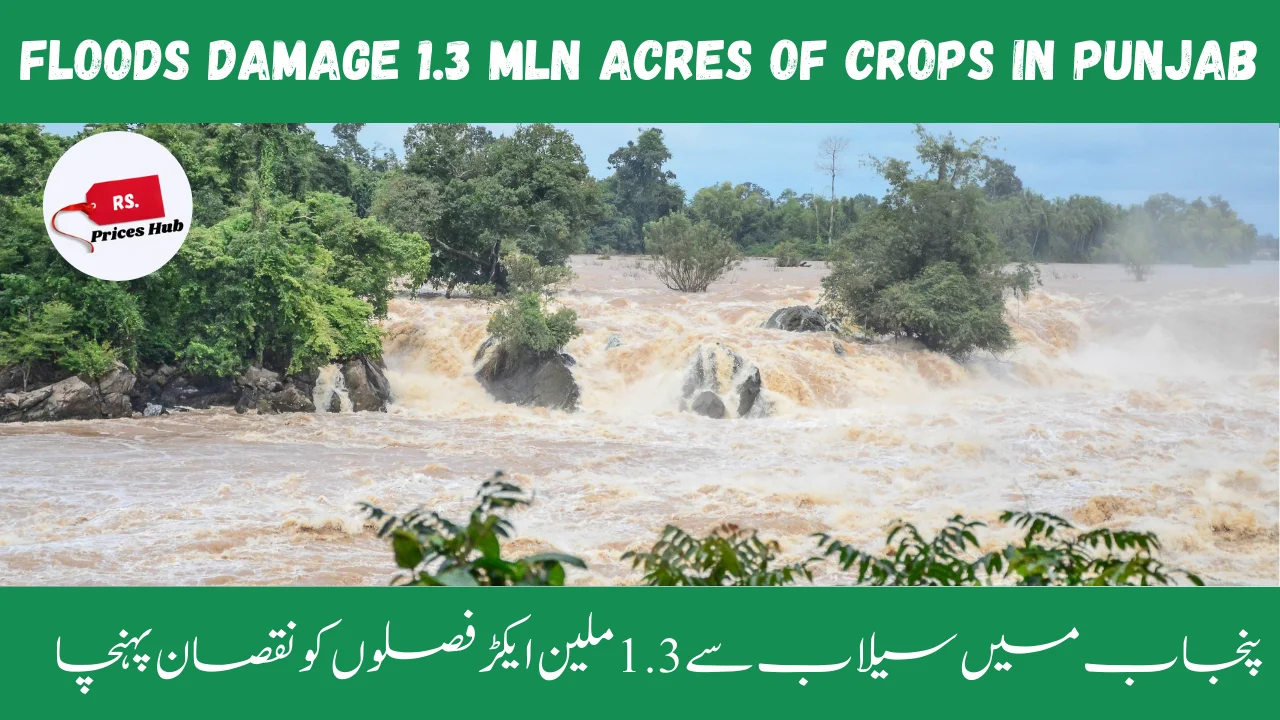 Floods Damage 1.3 Mln Acres Of Crops In Punjab