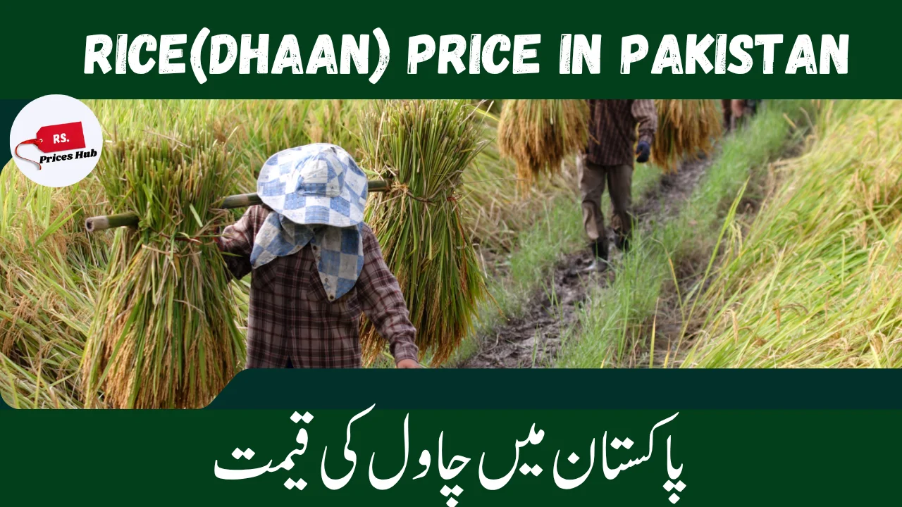 Rice(Dhaan) Price in Pakistan